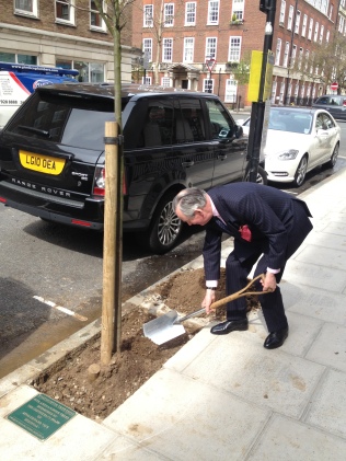 Tree planting on the Streets of Marylebone