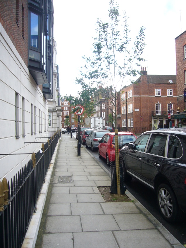 Trees planted in Marylebone