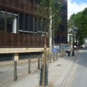 New Cleveland Street Trees