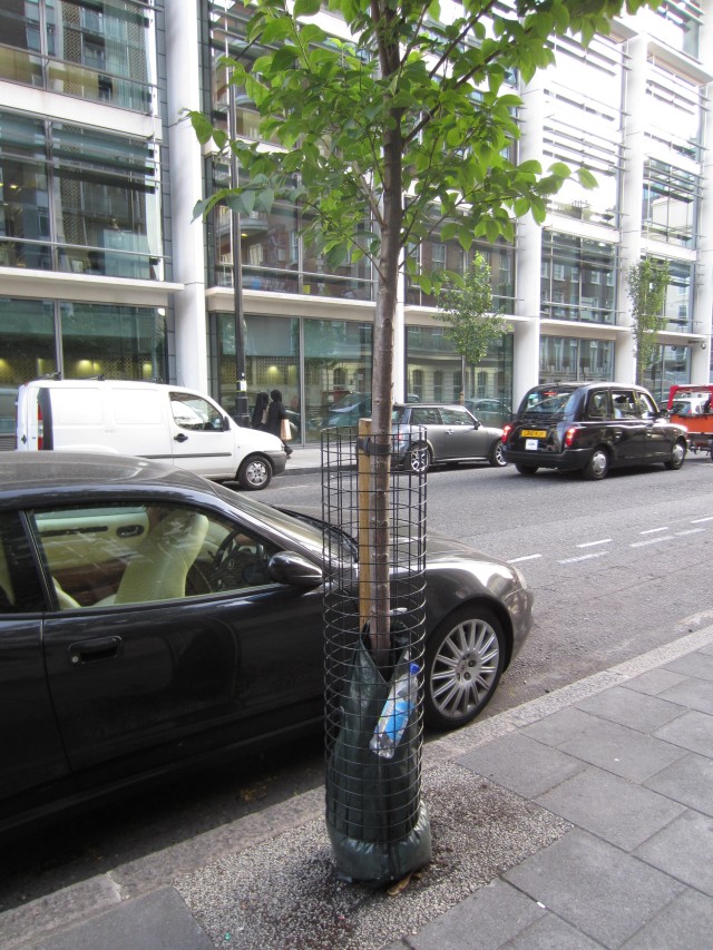 Free the tree from litter!